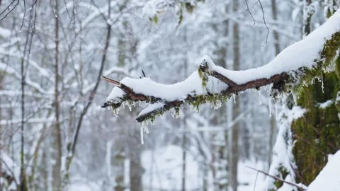Snow-Covered Branches with Icicles in Serene Winter Forest Scene Stock Footage 312484916