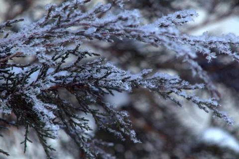 Snow-covered branches of a juniper in a winter garden Stock Photos