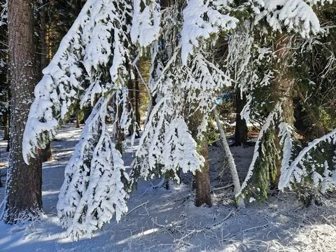 Snow covered branches on Monte Bondone in Trentino, Italy Foto stock