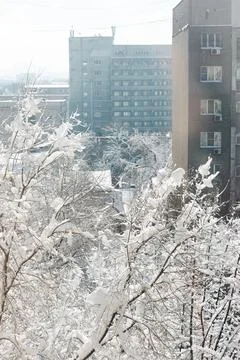 Snow-covered branches outside window, blurred building in background. Stock Photos