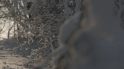 Snow-covered branches--Pan right to left Stock Footage 35510451