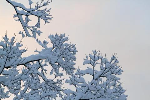 Snow covered branches Stock-Fotos
