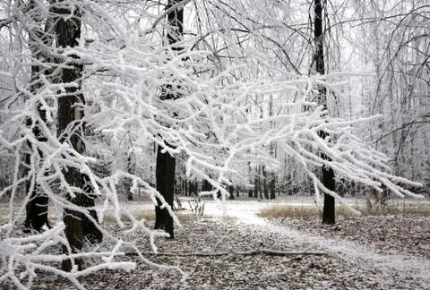 Snow covered branches Stock Photos