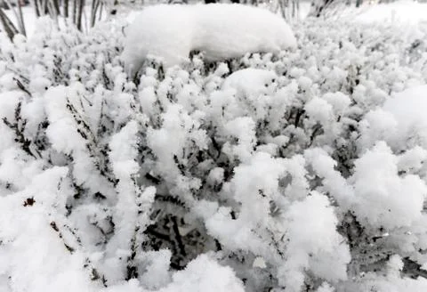 Snow covered branches Stock Photos