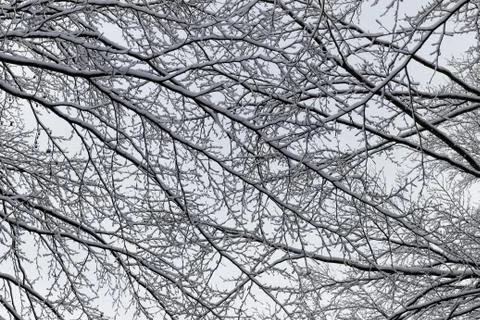 Snow covered branches 写真素材