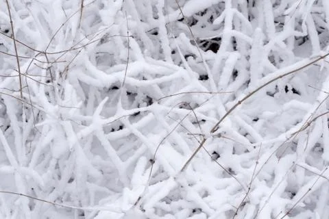 Snow covered branches Stock Photos