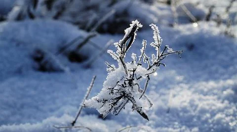 Snow covered branches Stock Photos