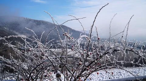 Snow covered branches Foto stock