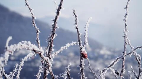 Snow covered branches Stock Photos