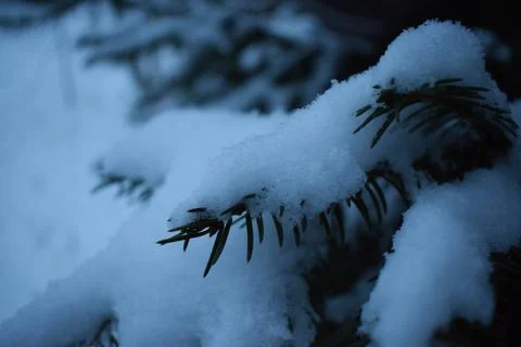 Snow covered branches Stock Photos