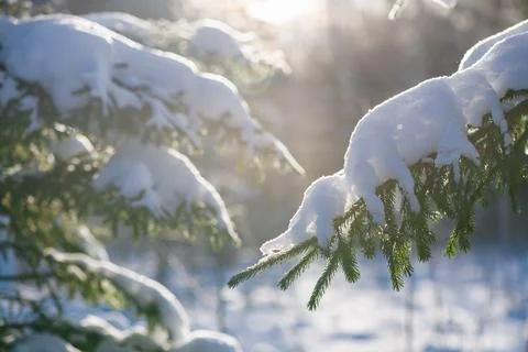 Snow-covered branches of pine, spruce in winter. nature Stock Photos