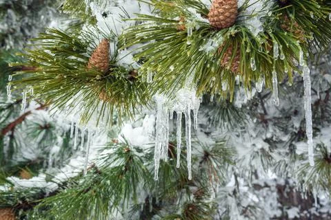 Snow-covered branches of pine tree on mountain Ai-Petri. Crimea Stock Photos
