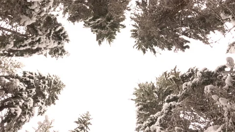 Snow-Covered Branches of Pine Trees in the Winter Forest Stock Footage 91744490