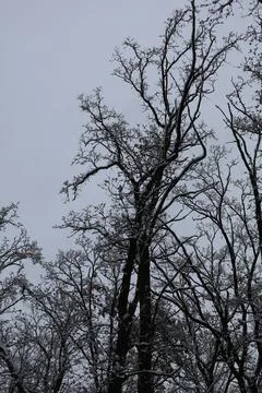 Snow covered branches reaching for cloudy sky in winter Stock Photos