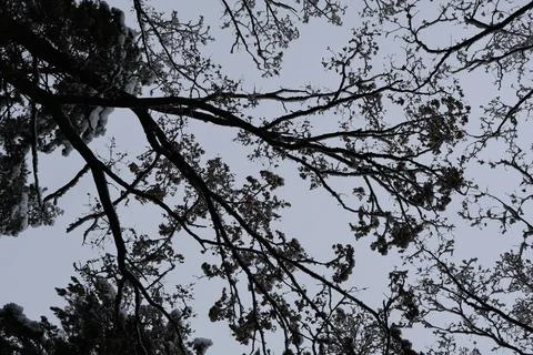 Snow covered branches reaching towards a winter sky Stock Photos