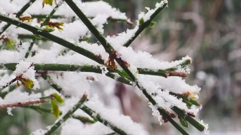 Snow Covered Branches With Snow Falling In The Background, London, UK. Stock Footage 147124000