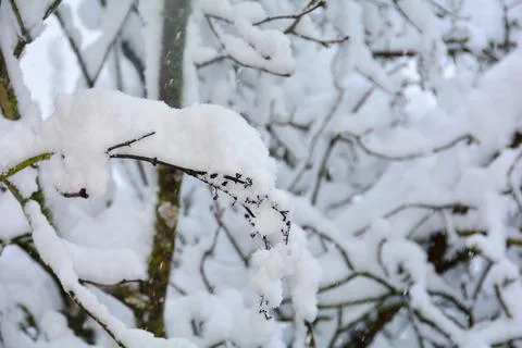 Snow-covered branches  in snowfall Foto stock
