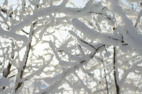 Snow-covered branches sparkling in the soft natural light create a serene a.. 스톡 사진