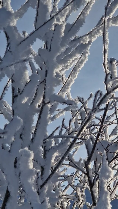 Snow-Covered Branches Sparkling in the Sunlight Stock Footage 309300418