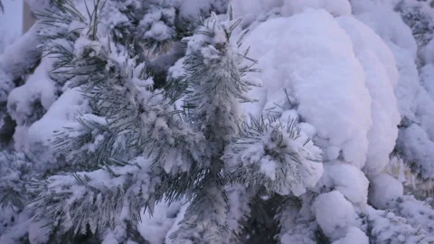 Snow-covered branches of spruce in 4K Stock Footage 137329618