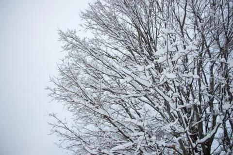 Snow covered branches of a sugar maple Stock Photos