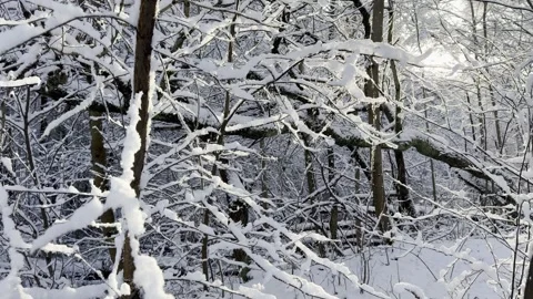 Snow covered Branches in the sun Vídeos de archivo 325741844