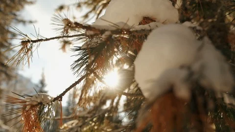 Snow covered branches in the sunlight Stock Footage 108031425