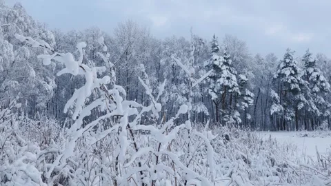 Snow-covered Branches Sway in the Wind Against the Backdrop of a Winter Fore Stock Footage 263107988