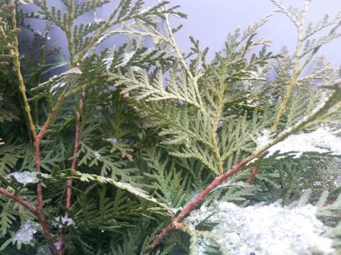 Snow-covered branches of thuja Stock-Fotos