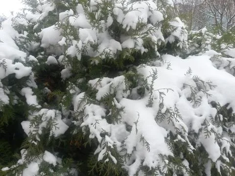 Snow-covered branches of thuja Stock Photos