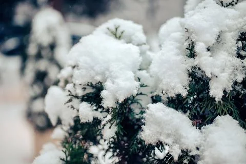 Snow-covered branches of a thuja tree during a snowfall in a winter forest Stock Photos