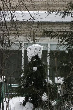 Snow-covered branches of a tree on the background of the house Stock Photos