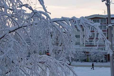 Snow-covered branches of a tree. Behind a leaning pole, the facade Stock Photos