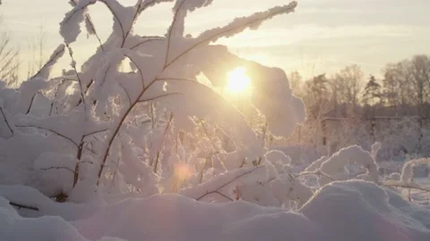 Snow covered branches of tree, Stock Footage 231775939