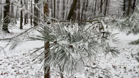 Snow covered branches of tree Stock Footage 258799978