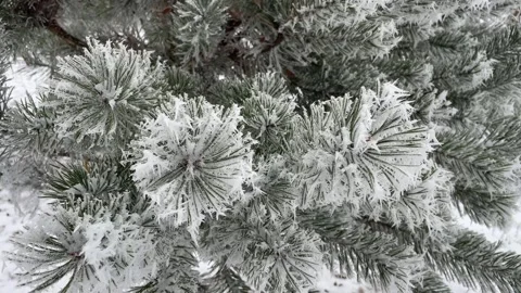 Snow covered branches of tree Stock Footage 258800065