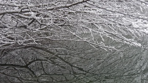 Snow-covered branches of the tree over the water Stock-Footage 87551393