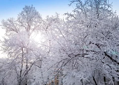 Snow covered branches of tree Stock Photos