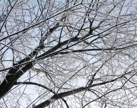 Snow-covered branches of a tree without leaves on a sky background Stock Photos