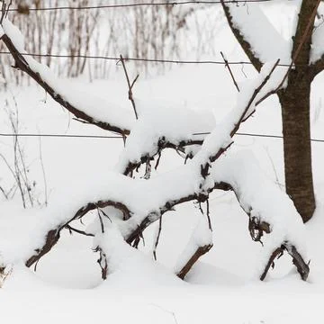 Snow-covered branches trees and grapes in winter season Stock Photos