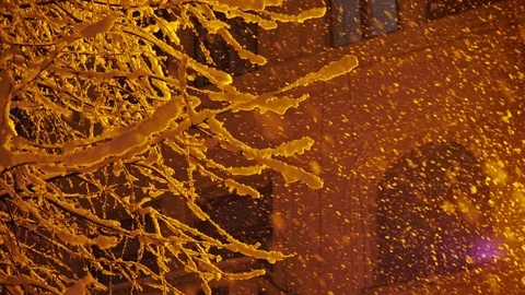 Snow-covered branches of trees during a heavy snow Stock Footage 95049391