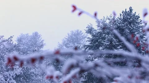 Snow Covered Branches &amp; Trees Stock Footage 44344293