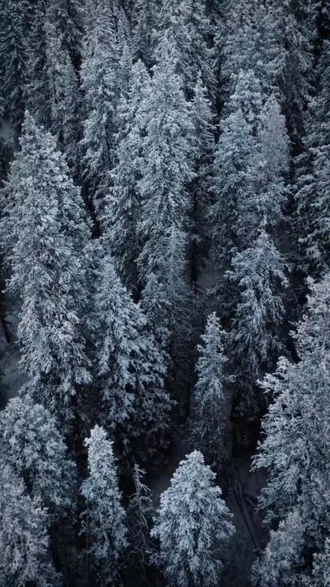 Snow covered branches of trees Stock Footage 269808167