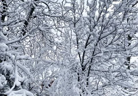 Snow covered branches of trees in the forest. Stock Photos