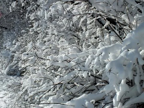 Snow-covered branches of trees Fotos de archivo