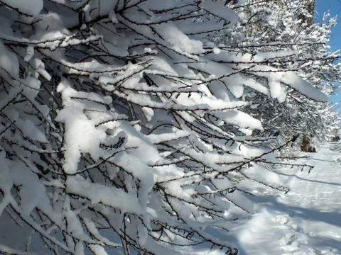 Snow-covered branches of trees Foto stock