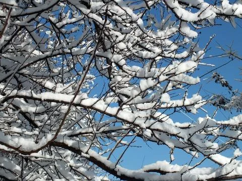 Snow-covered branches of trees Fotos de archivo