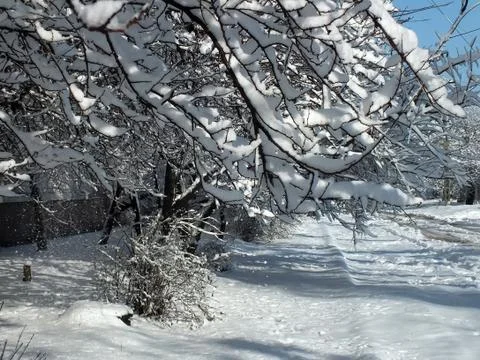 Snow-covered branches of trees Foto stock