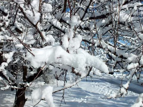 Snow-covered branches of trees Foto stock