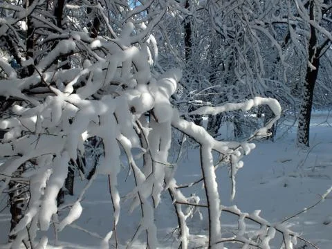 Snow-covered branches of trees Fotos de archivo